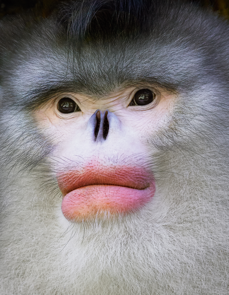 Imagen: Tim Flach